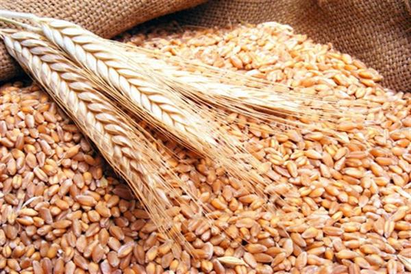 «الحاصلات الزراعية»: زيادة أسعار القمح محليا لن تتعدى الـ 15%