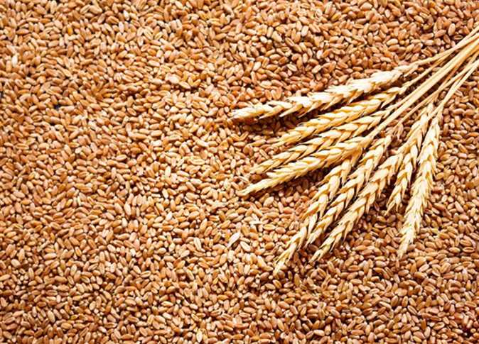 أسعار القمح ترتفع بالسوق المحلية اليوم الثلاثاء 16- 8- 2022