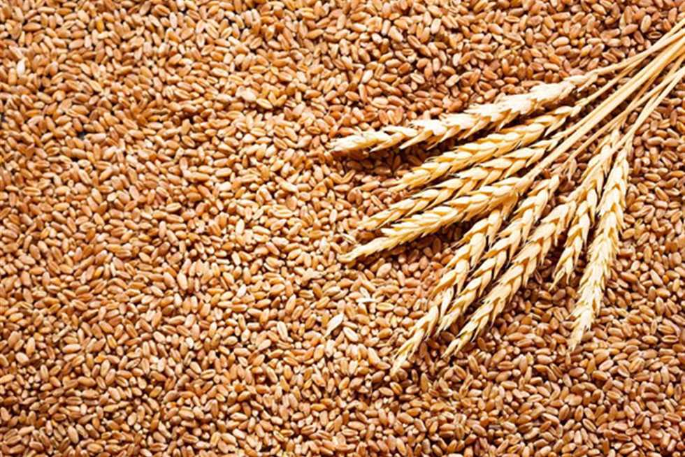 أسعار القمح تتراجع اليوم 50 جنيهًا للطن بالسوق المحلي رغم ارتفاعه عالميًا