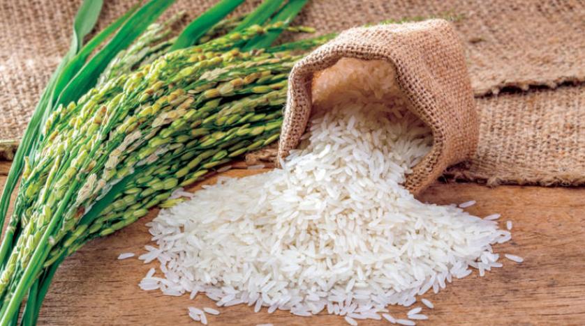 «التموين»: استلام 11 ألف طن أرز شعير من الفلاحين حتى الآن