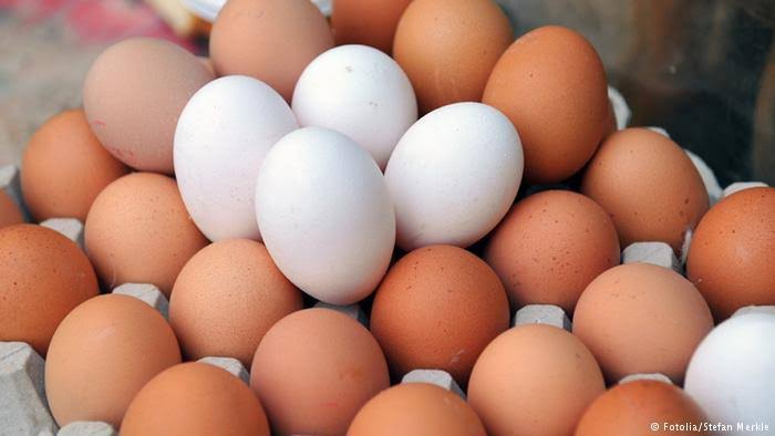 أسعار البيض تواصل الارتفاع بالسوق المحلية مع زيادة الأعلاف