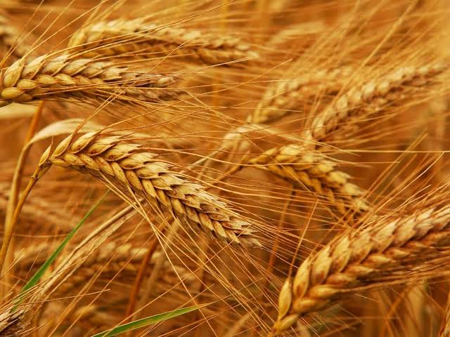 «صناعة الحبوب» تشيد بتوجيهات الرئيس بتحديد سعر عادل للقمح المحلي للموسم المقبل