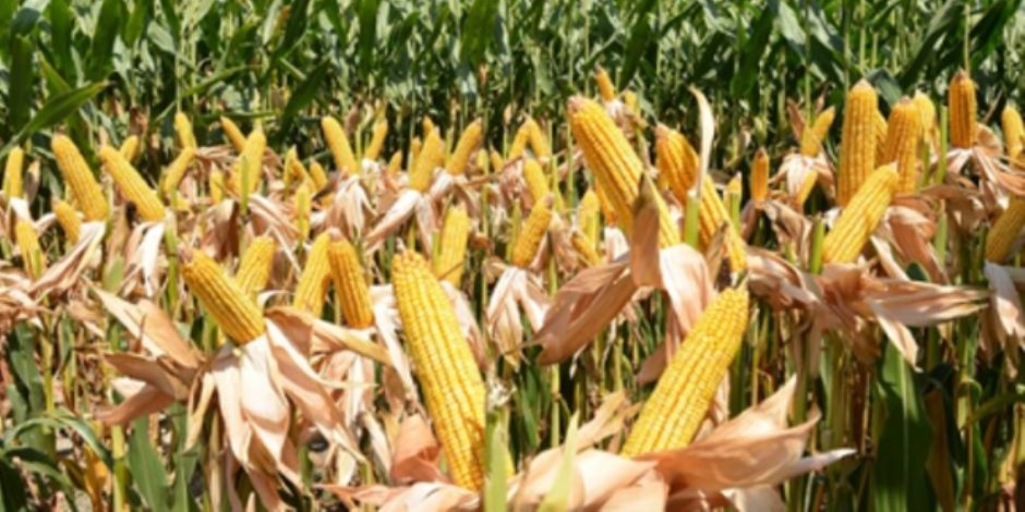 «النواب»: الدولة تتوسع في زراعة الذرة والصويا.. و2 مليون فدان زيادة هذا العام