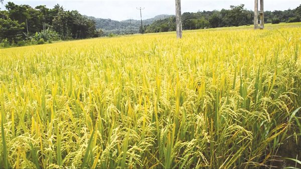 الإحصاء: انخفاض مساحة محصول الأرز لـ1.1 مليون فدان خلال 2020 / 2021