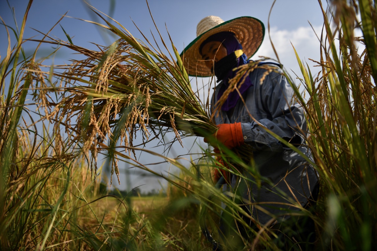 «الحاصلات الزراعية»: رفع الهند للقيود على تصدير الأرز يضعها كأحد البدائل أمام السوق المحلية