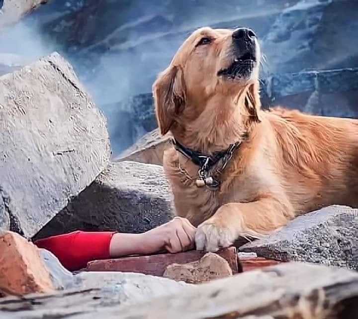 «تشم رائحتهم».. الكلاب تساعد فرق الإنقاذ في العثور على ضحايا الزلازل