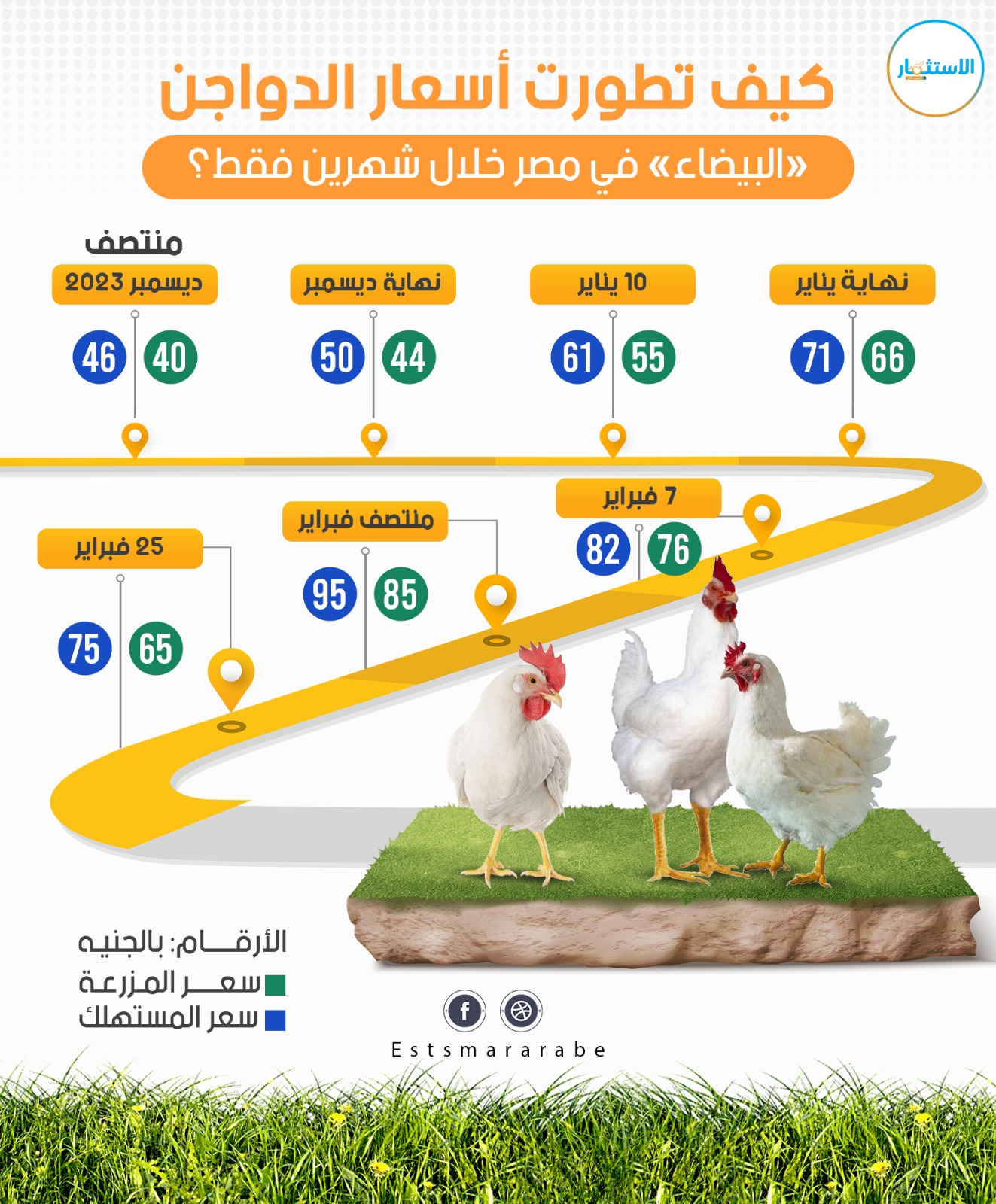 إنفوجرافيك|| كيف تطورت أسعار الدواجن «البيضاء» في مصر خلال شهرين فقط ؟