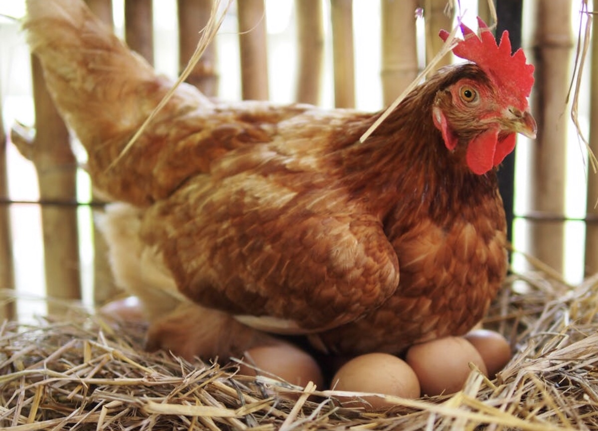 «اتحاد منتجي الدواجن» يكشف موعد انتهاء أزمة الدجاج والبيض
