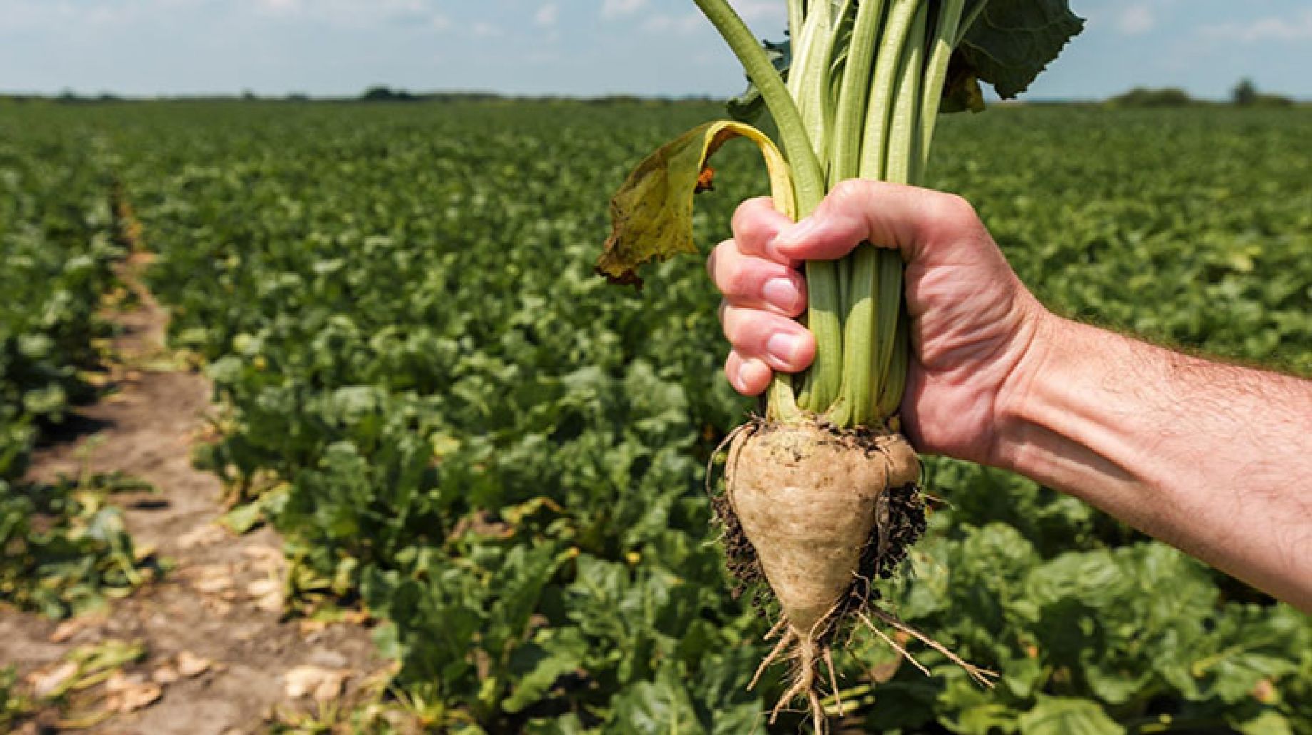 «المحاصيل السكرية»: 35 ألف فدان انخفاضًا في إنتاج البنجر هذا العام