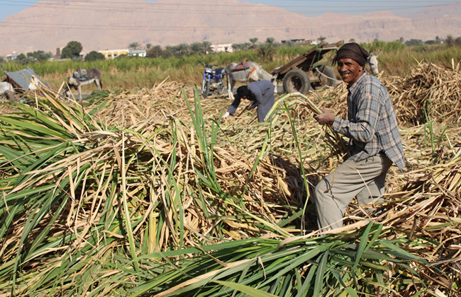 «المحاصيل السكرية»: توريد 700 ألف طن من قصب السكر بعد انتهاء موسمه