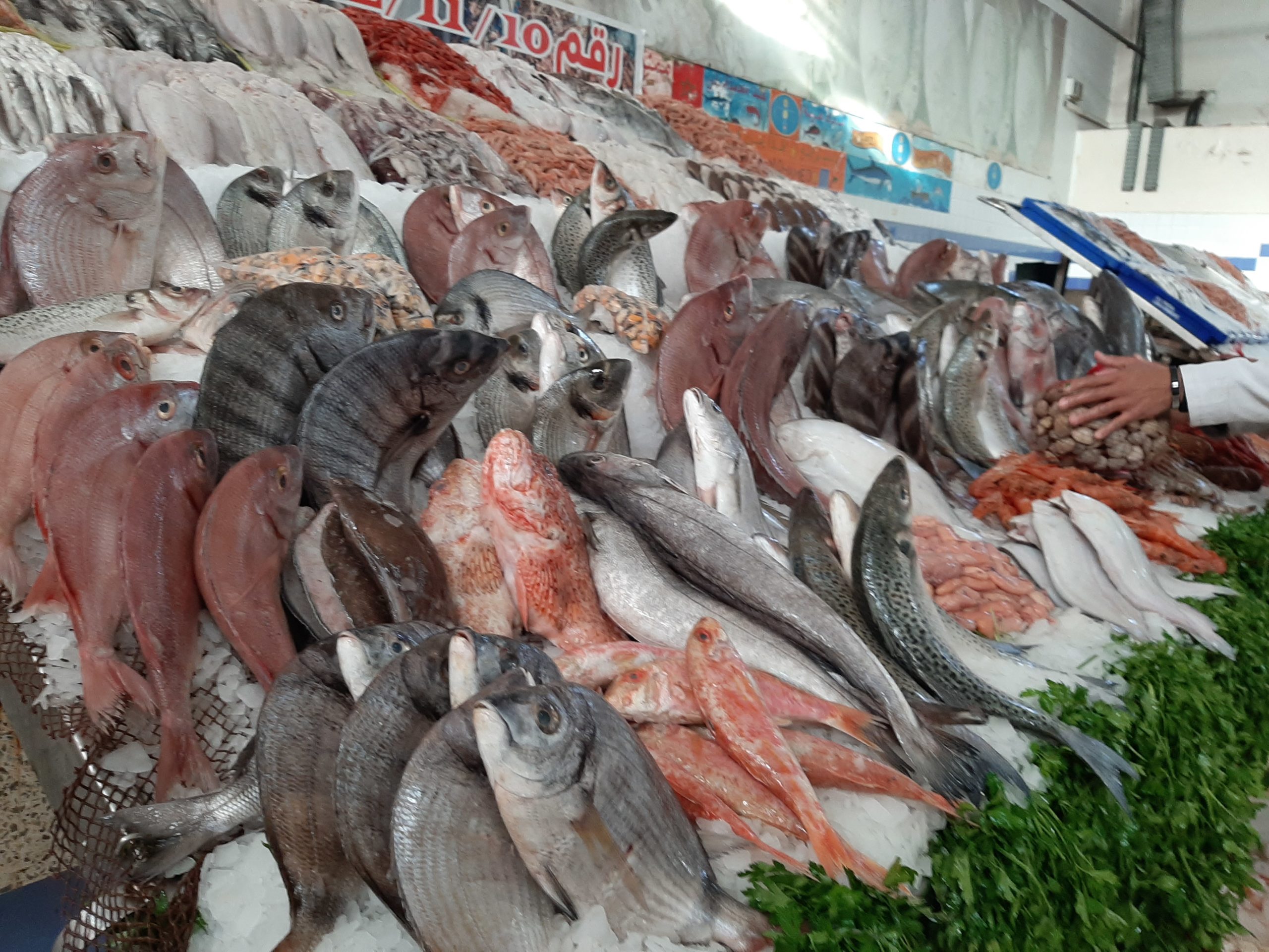البلطي بـ80 جنيهًا.. لماذا ارتفعت أسعار الأسماك في الأسواق؟