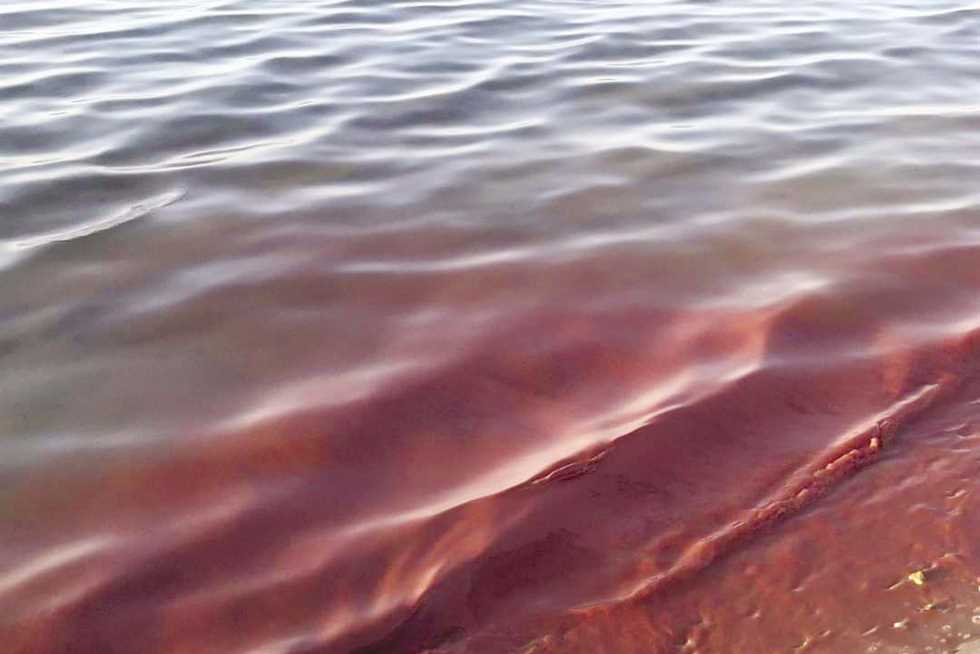لهذا السبب تتغير مياه البحر الأحمر إلى «اللون الوردي»
