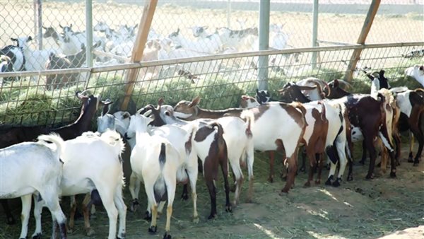 «الزراعة»: استيراد 170 ألف رأس ماشية لطرحها في الأسواق استعدادًا لعيد الأضحى