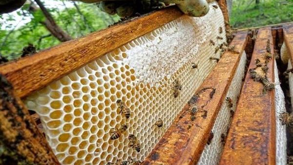 «الزراعة»: استئناف تصدير النحل المصري إلى السعودية