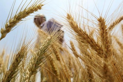 إنتاج مصر من القمح يرتفع بنسبة 8% خلال 8 سنوات ليصل إلى 10 ملايين طن خلال 2023