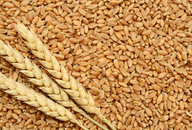 «الوزراء»: واردات مصر من القمح تتراجع بنسبة 39.6% خلال 8 سنوات