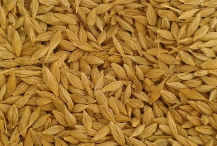 رغم ارتفاعه عالميًا.. أسعار الأرز تتراجع 2500 جنيهًا للطن في السوق المحلية