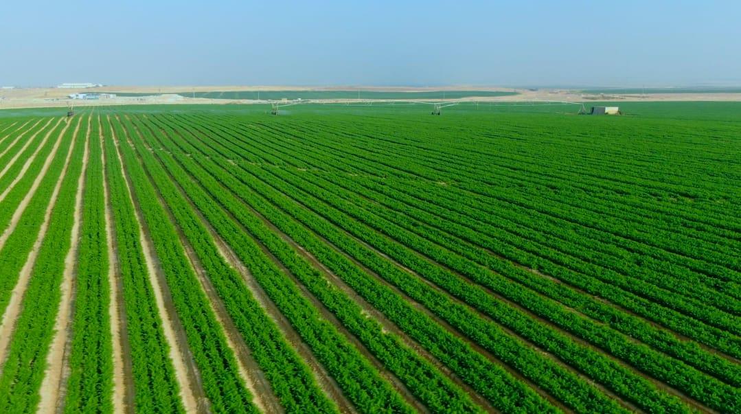 الحكومة: تخصيص مساحة من أراض الدولة لاستغلالها في الزراعة في بني سويف