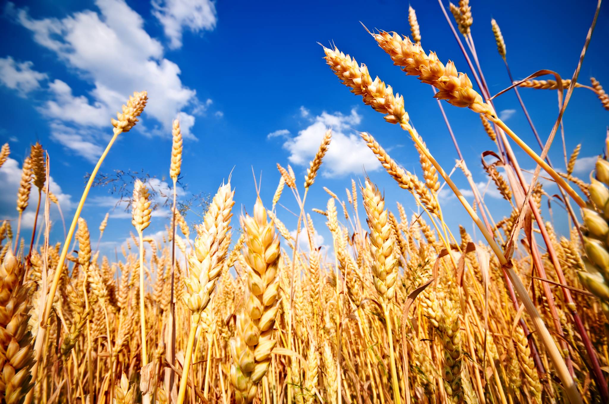 مصر تستورد 110 آلاف طن قمح أوكراني عبر اتفاقية تصدير الحبوب خلال 2022- 2023