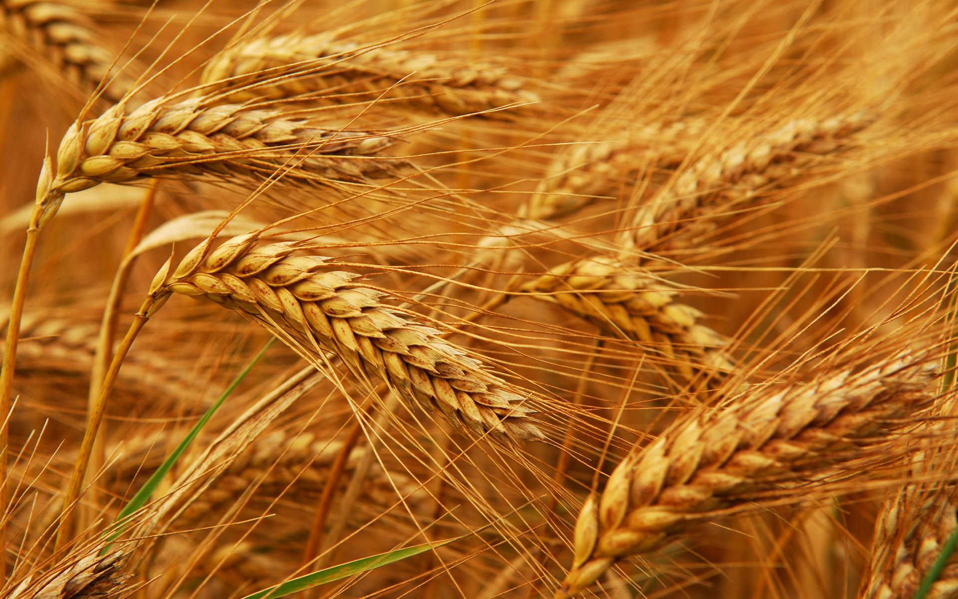 مصر تسعى لتحقيق الأمن الغذائي بالتوسع في زراعة القمح.. واعتماد نظم الري الحديثة