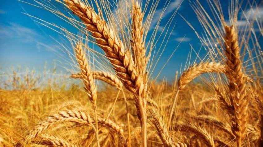 ماذا يحدث في أسواق القمح؟ وهل ستؤثر انتهاء اتفاقية الحبوب على «المعروض المحلي»؟