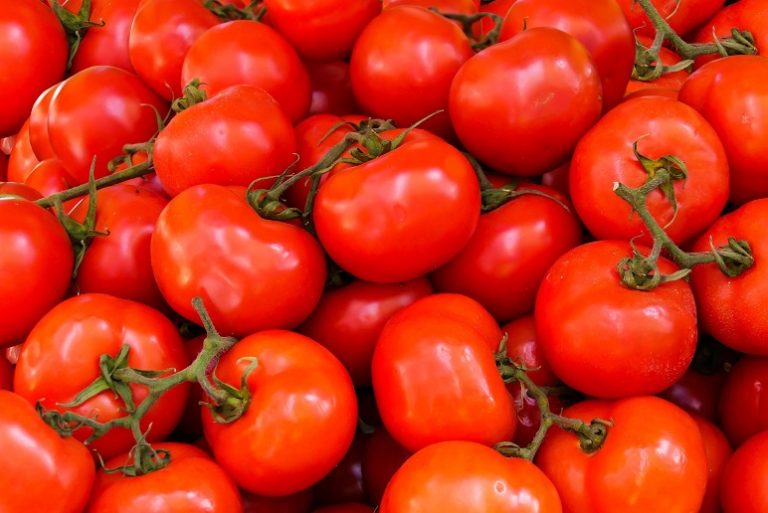 «العروة المحيرة» ترفع أسعار الطماطم.. ونقيب الفلاحين يؤكد: الكيلو سيصل لـ25 جنيهًا
