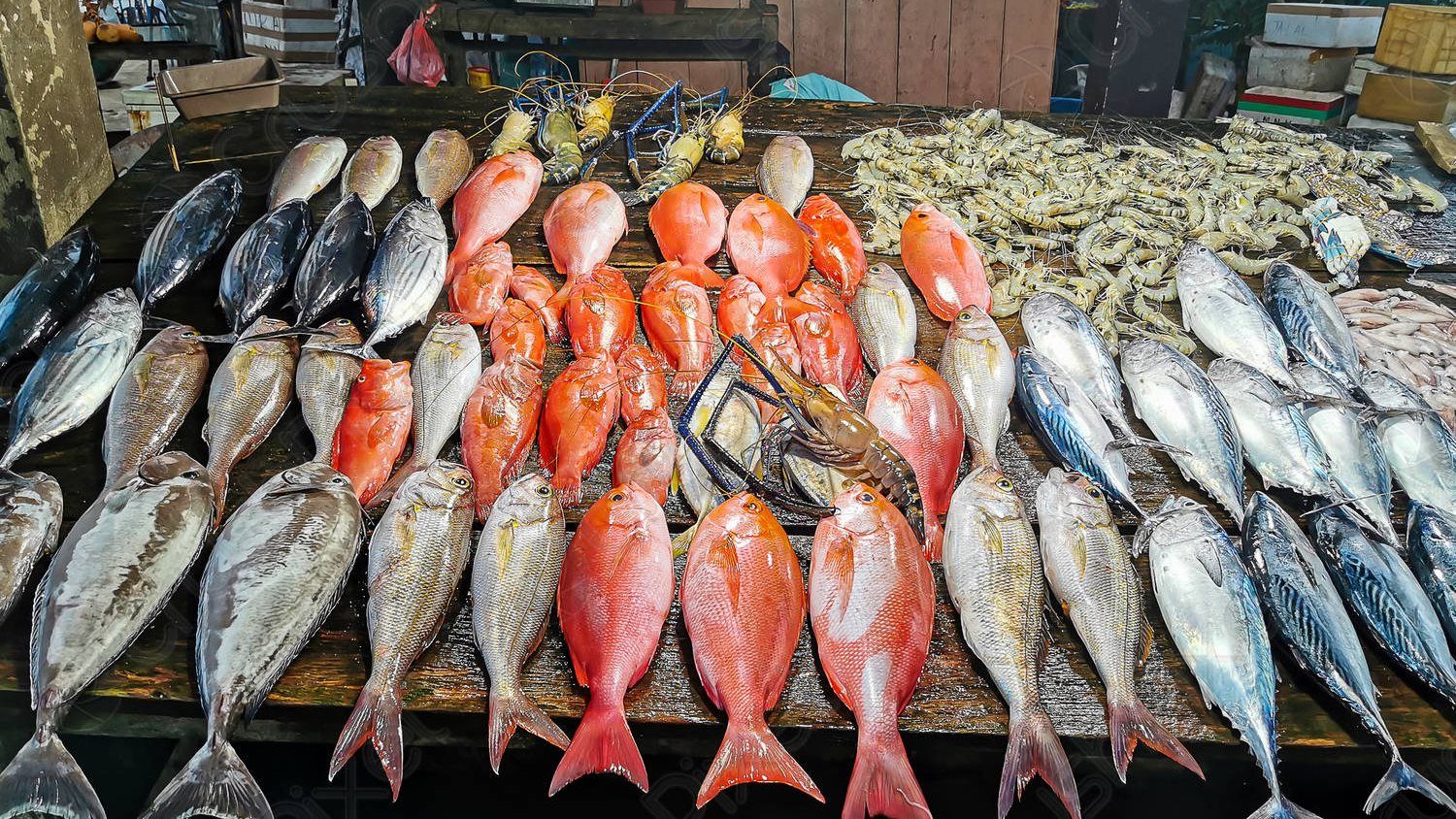 لماذا لم تتراجع أسعار الأسماك على الرغم من بدء موسم الصيد؟