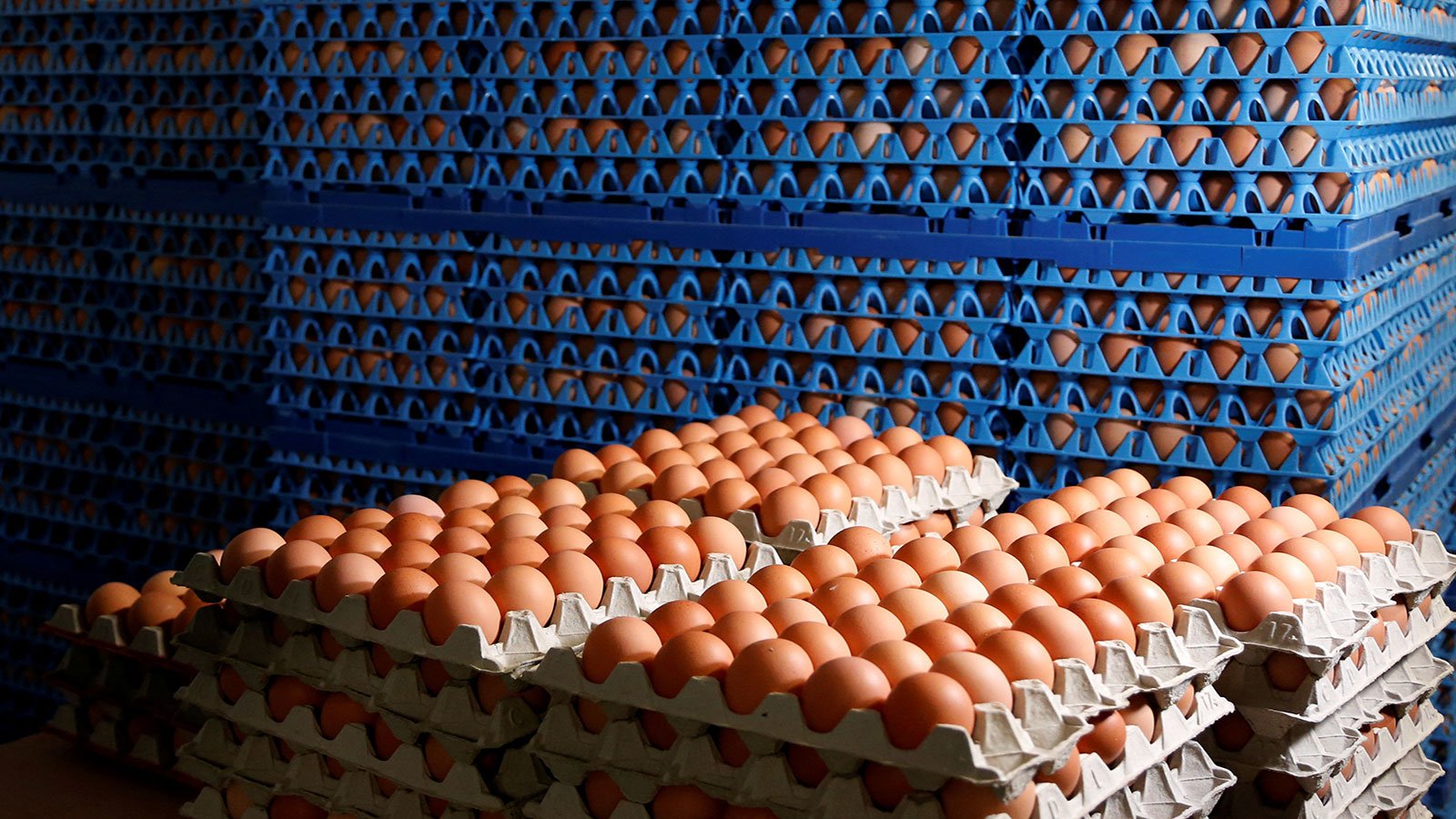 رغم تراجع الأعلاف 35%.. أسعار البيض تسجل مستويات قياسية