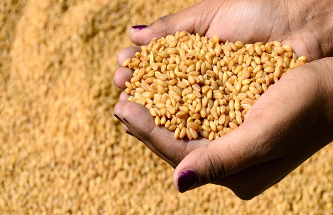 مصر تسعى لزيادة المساحات المزروعة من القمح