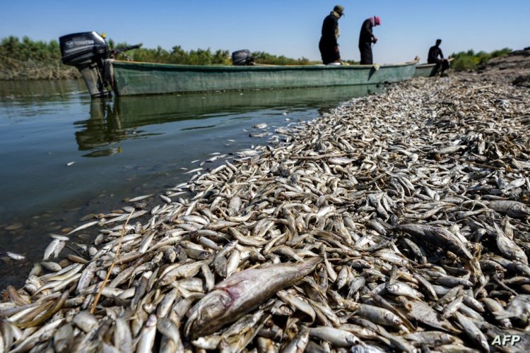 الحكومة تنفى تداول أسماك نافقة بالأسواق بعد ظهورها على سواحل الإسكندرية