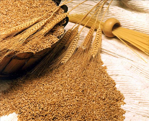«صناعة الحبوب»: إنتاج القمح سيزيد عن 11 مليون طن خلال العام الجديد