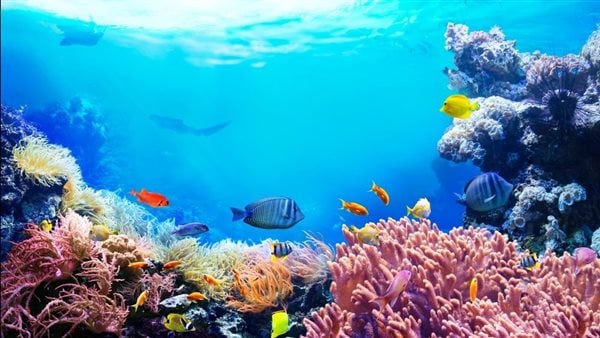 الحكومة: نحن بصدد إعلان كامل بيئة الشعاب المرجانية في البحر الأحمر