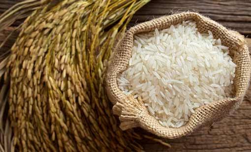 صادرات الهند تنخفض 5 مليارات دولار بسبب قيود على تجارة القمح والأرز والسكر