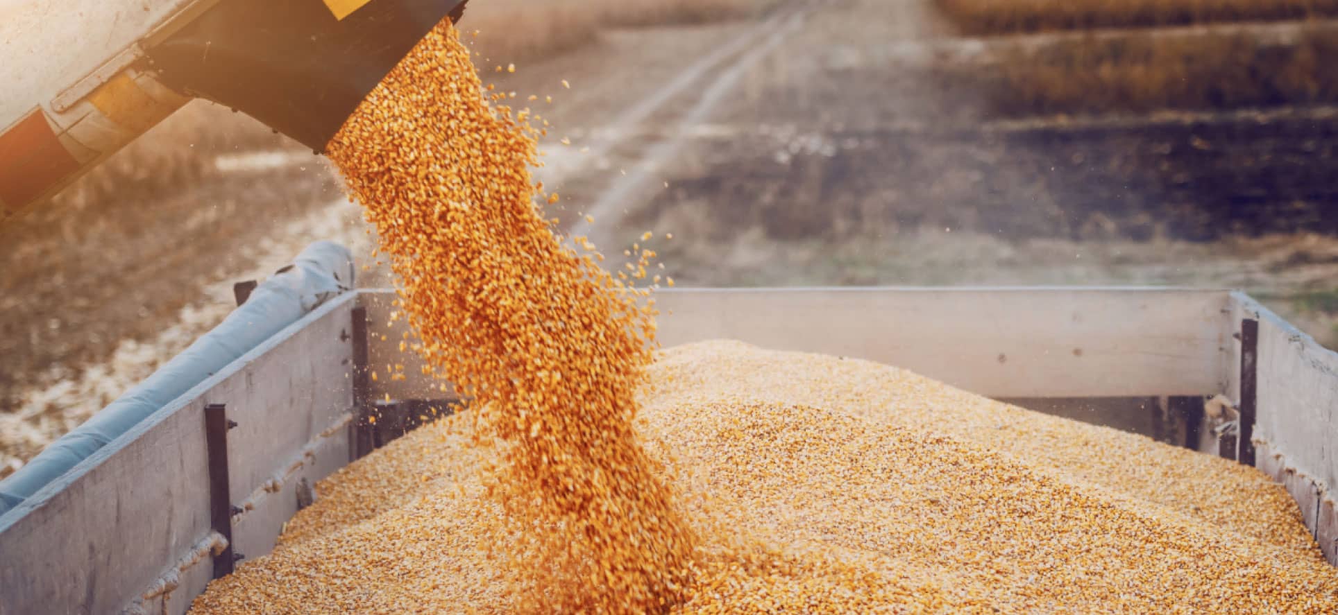 بعد وقف التداول على البورصة السلعية.. هل ترتفع أسعار القمح في السوق المحلية؟