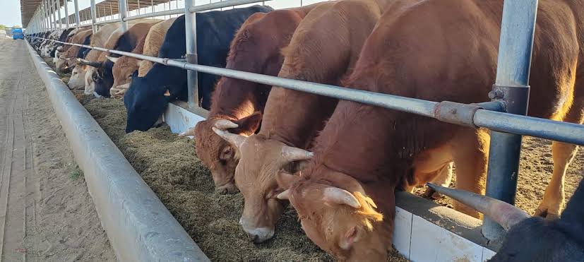 نقيب الفلاحين: ارتفاع أسعار اللحوم الحية.. وسعر البقرة يصل إلى 100 ألف جنيه