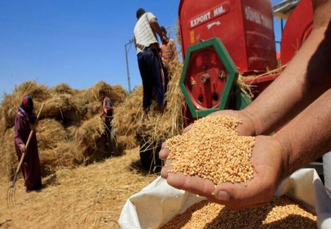 7.5 ملايين طن واردات مصر من القمح الروسي خلال 2023