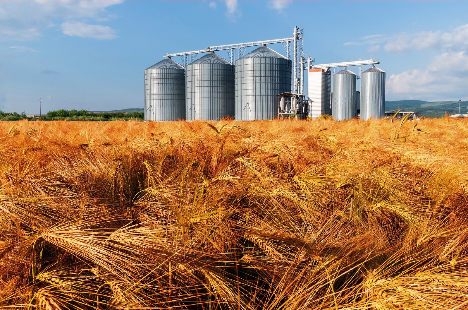 رفع كفاءة مطاحن وصوامع «مصر الوسطي» لزيادة قدراتها الإنتاجية والتخزينية استعداد لموسم القمح